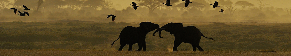 Africa1