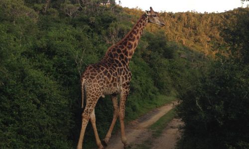 SuedafrikaSafari Giraffe Kariega