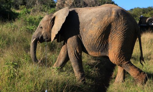 SuedafrikaSafari Kariega Elefant
