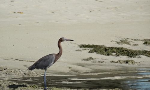 BahamasSouth Andros