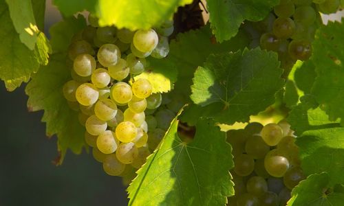 EuropaParis Ausflug Champagner