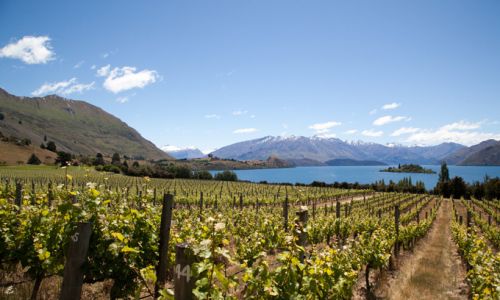 NeuseelandLake Wanaka Ribbon Vineyard