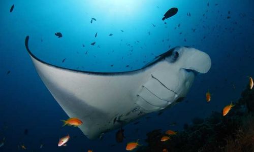HotelMaledivenSonevaFushi Manta