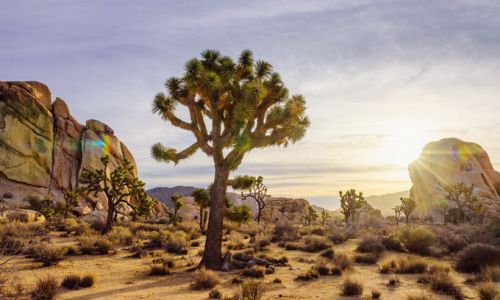 CaliforniaJoshuaTreeNationalPark3