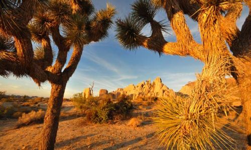 CaliforniaJoshuaTreeNationalPark5