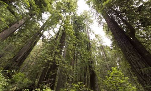 CaliforniaSequoiaNP8