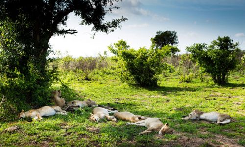 HotelSuedafrikaUlusabalazy lions