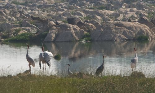HotelIndienPannaThe SaraiSee und Voegel