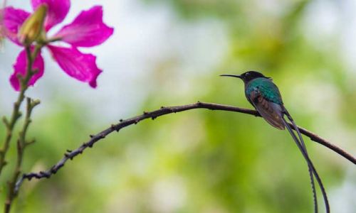 JamaikaDoctor Bird