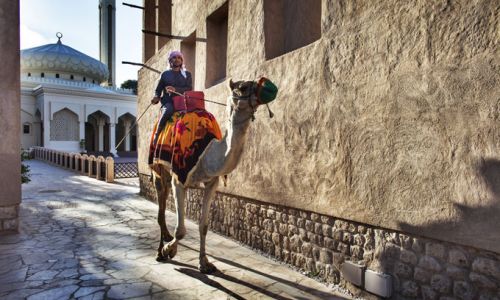 DubaiOld Dubai Camel