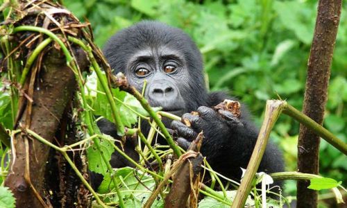 UgandaBwindi Forest Baby Gorilla