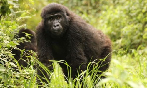 UgandaBwindi Forest Gorilla