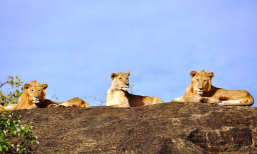 UgandaKidepo Valley Loewen