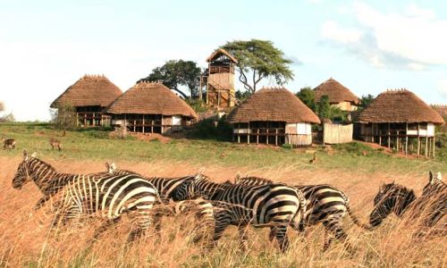 UgandaKidepo Valley Zebras