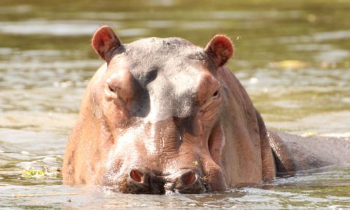 UgandaMurchison Falls Nilpferd