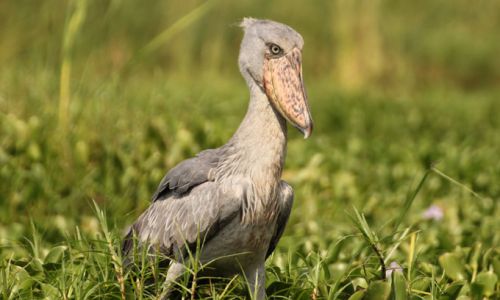 UgandaSemliki Shoebill