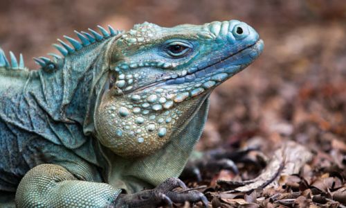 Cayman Islandsblauer Leguan