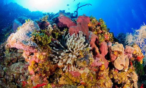 Cayman IslandsUnterwasserwelt