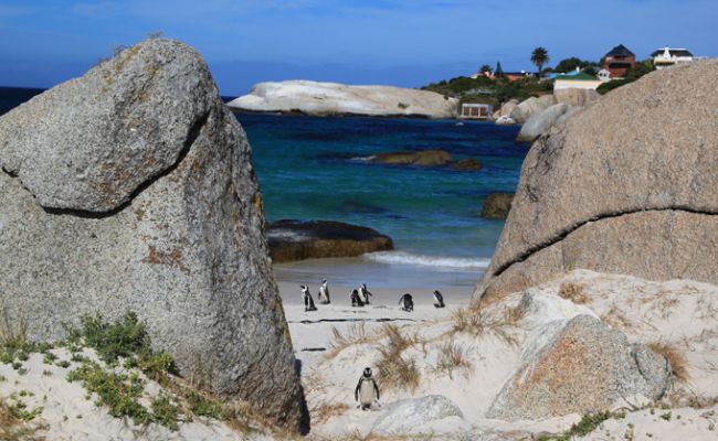 SuedafrikaKap BouldersBeach Pinguin 3