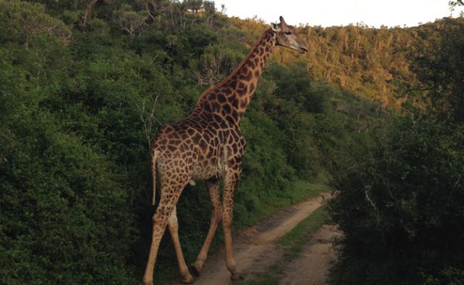 SuedafrikaSafari Giraffe Kariega