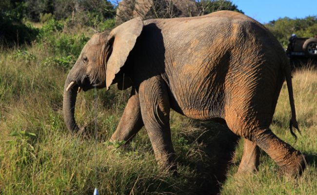 SuedafrikaSafari Kariega Elefant