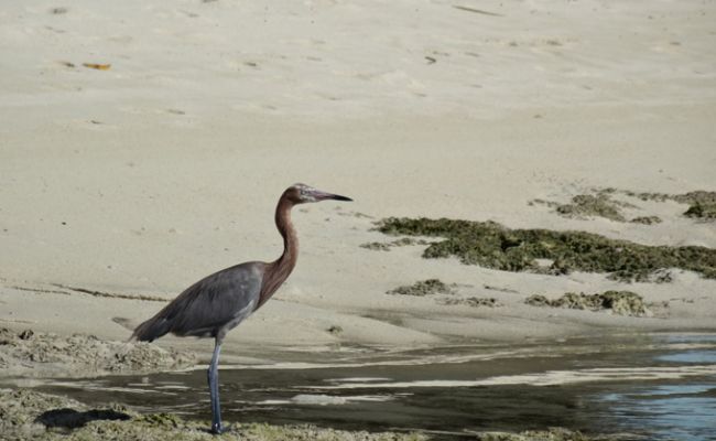 BahamasSouth Andros