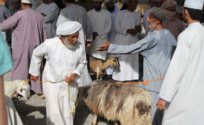 Oman Nizwa CattleMarket12