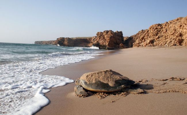 Oman Wildlife Animals Turtl