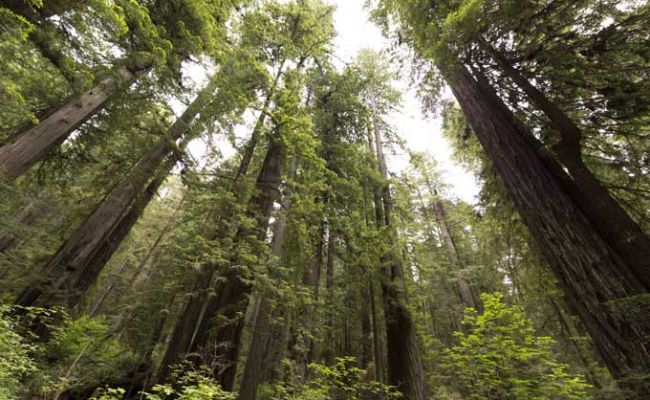 CaliforniaSequoiaNP8