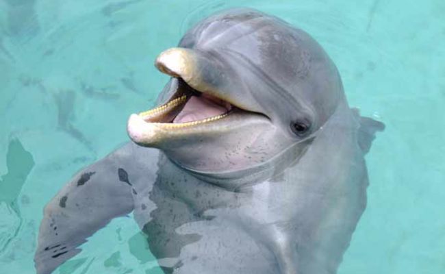 BahamasDelfin