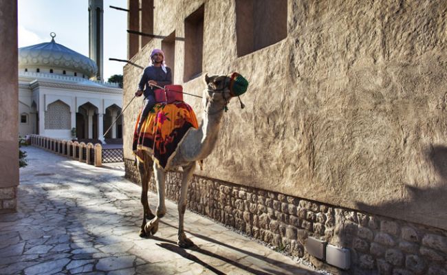 DubaiOld Dubai Camel