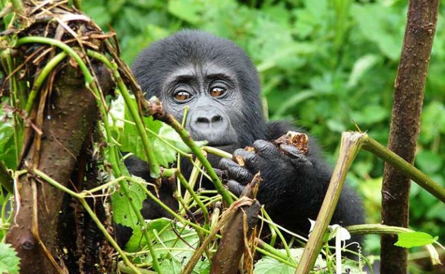 UgandaBwindi Forest Baby Gorilla