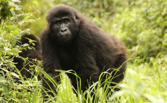UgandaBwindi Forest Gorilla