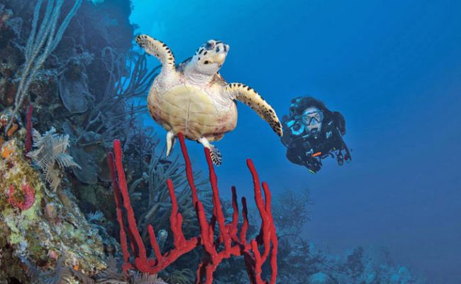 Turks and Caicos Providenciales Schildkroete