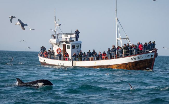 IslandHusavik Wale