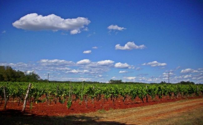 KroatienBalevineyard 248665 1280