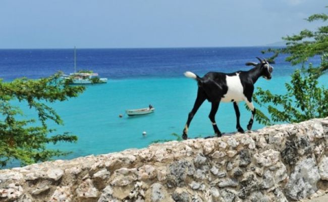 CuracaoZiege am Wasser