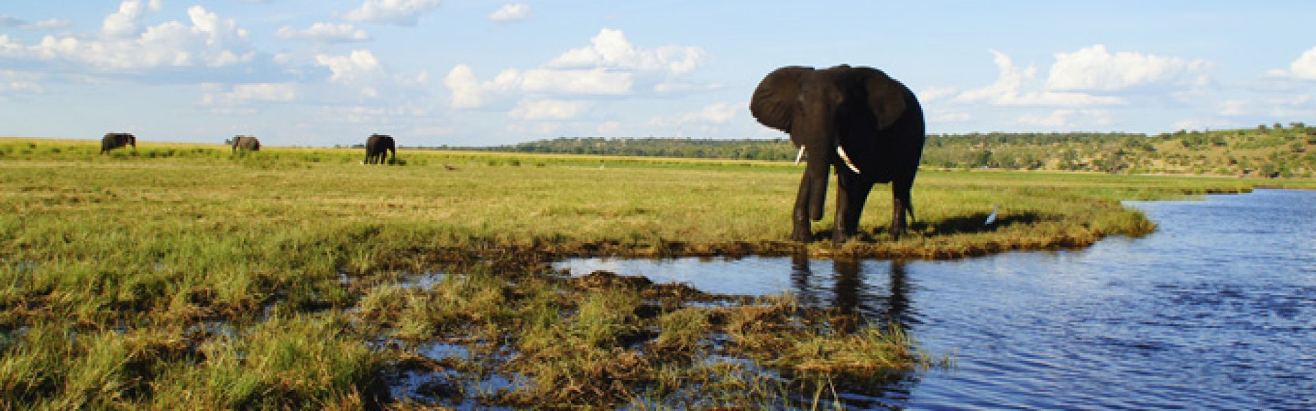 BotswanaElefanten