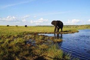 BotswanaElefanten
