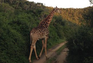 SuedafrikaSafari Giraffe Kariega