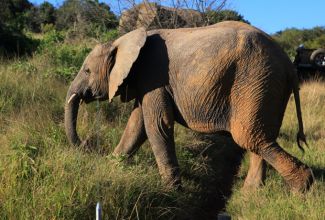 SuedafrikaSafari Kariega Elefant