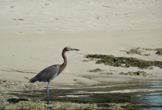 BahamasSouth Andros