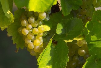 EuropaParis Ausflug Champagner