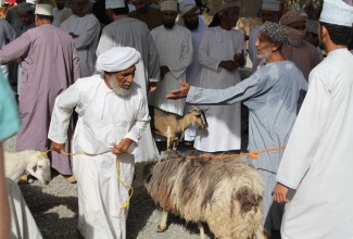 Oman Nizwa CattleMarket12