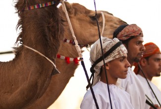 Oman OmaniBoysAndCamels