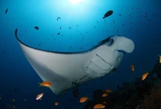 HotelMaledivenSonevaFushi Manta