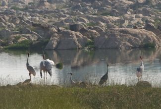 HotelIndienPannaThe SaraiSee und Voegel