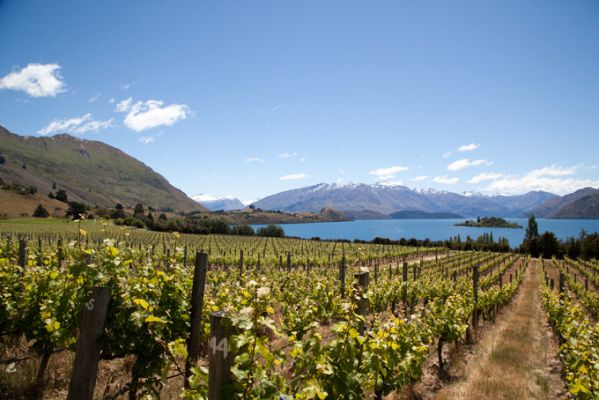 NeuseelandLake Wanaka Ribbon Vineyard