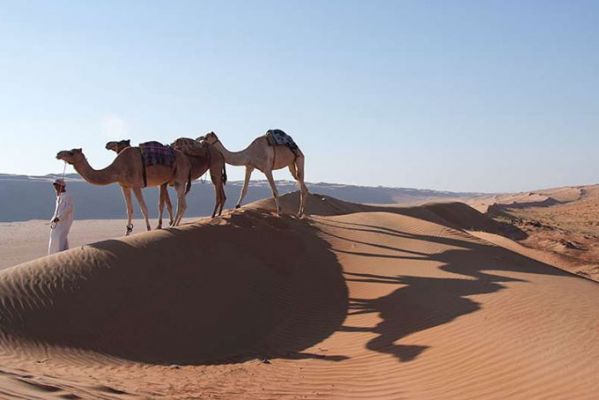 Oman Camel Safari 1