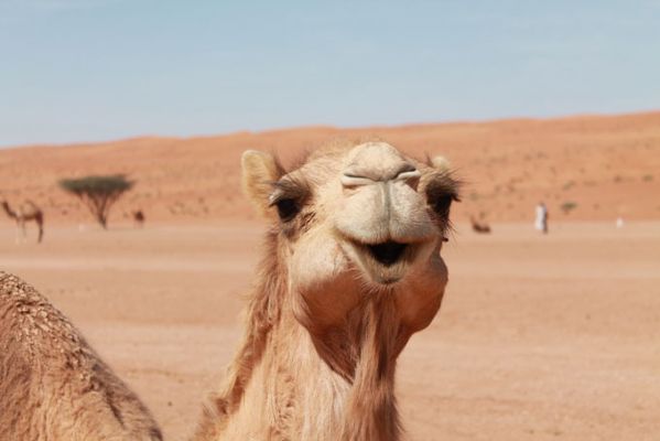 Oman Wildlife Animals Camel